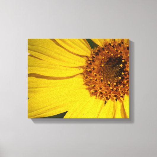 Toile enveloppée de tournesol (Recto)
