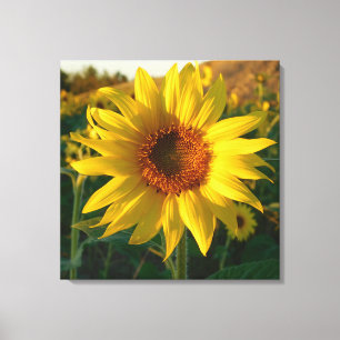 Toile Enveloppée De Tournesol