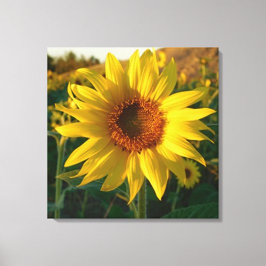 Toile Enveloppée De Tournesol (Recto)