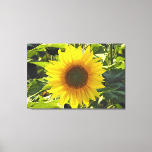 Toile enveloppée de tournesol Sunrise Imprimer