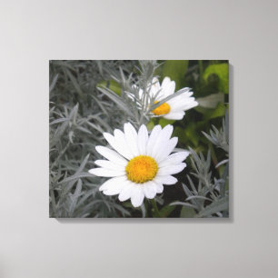 Toile enveloppée Shasta Daisies