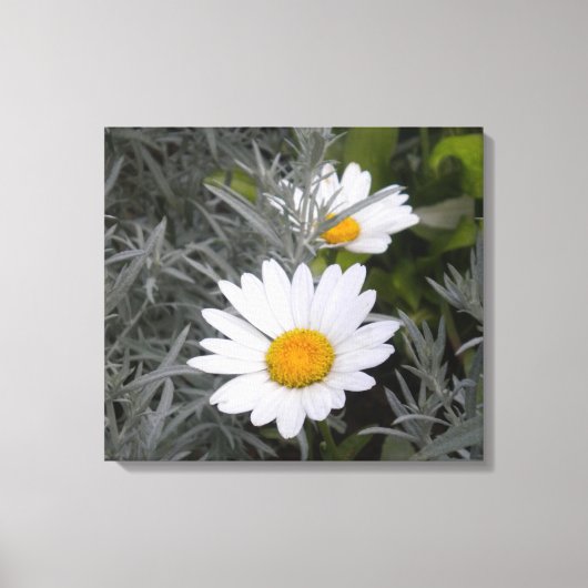 Toile enveloppée Shasta Daisies (Recto)