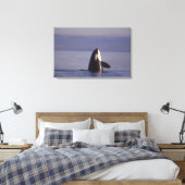 Toile Épaulard épiant (Orque orcinus) près de (Insitu(Chambre))