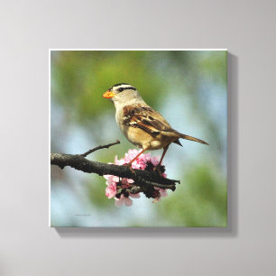Toile Épervier blanc