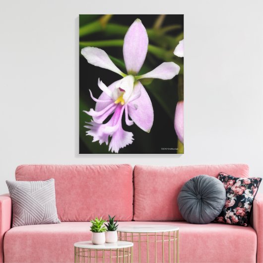 Toile Epidendrum caligarium (Insitu(Salon))