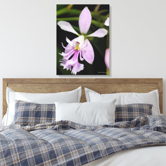 Toile Epidendrum caligarium (Insitu(Chambre))