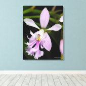 Toile Epidendrum caligarium (Insitu (Plancher de Bois))