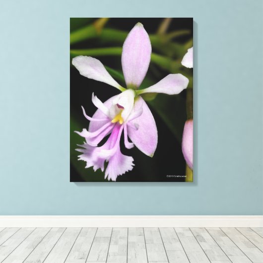 Toile Epidendrum caligarium (Insitu (Plancher de Bois))