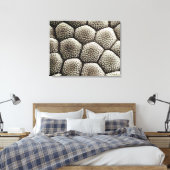 Toile épiderme du pavé d'orteil d'un crapaud (Insitu(Chambre))