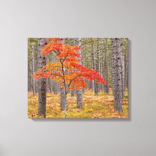 Toile Érable aux couleurs d'automne (Recto)