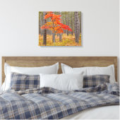 Toile Érable aux couleurs d'automne (Insitu(Chambre))