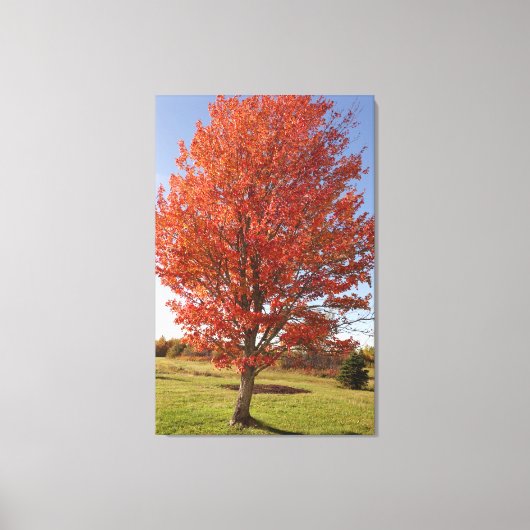 Toile Érable d'automne avec feuilles rouges en feu (Recto)