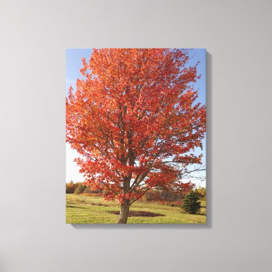 Toile Érable d'automne avec feuilles rouges en feu (Recto)
