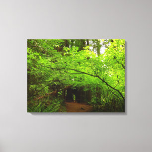 Toile Érables dans la forêt de séquoias