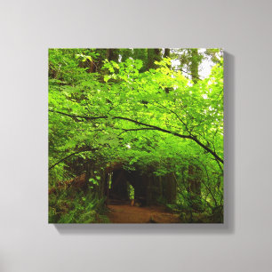 Toile Érables dans la forêt de séquoias