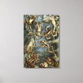 Toile Ernst Haeckel variété de grenouilles exotiques : B (Recto)