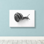 Toile escargot (Insitu (Plancher de Bois))