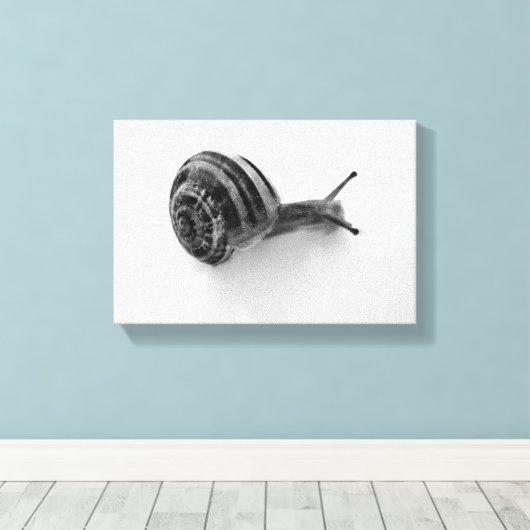 Toile escargot (Insitu (Plancher de Bois))