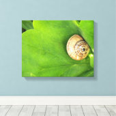 Toile escargot (Insitu (Plancher de Bois))