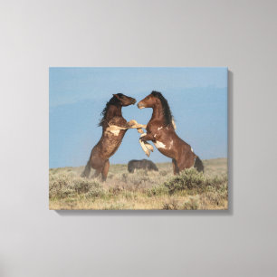 Toile Étalons de chevaux sauvages se battant