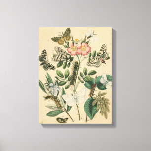 Toile Étapes de la vie de papillon par le studio de