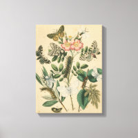 Étapes de la vie des papillons par Vision Studio