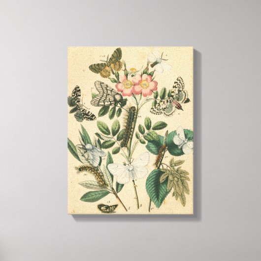 Toile Étapes de la vie des papillons par Vision Studio (Recto)