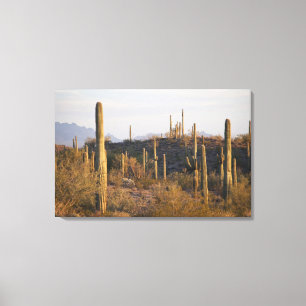 Toile États-Unis, Arizona, désert de Sonora, Ajo, Ajo 2