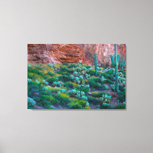 Toile États-Unis, Arizona. Flore du désert
