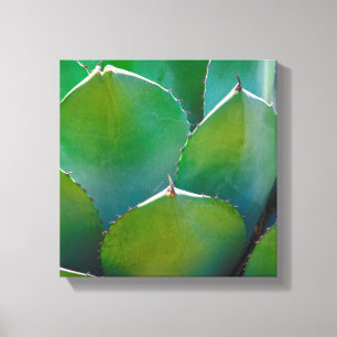 Toile États-Unis, Arizona. Gros Plan Du Plante Succulent