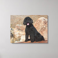 États-Unis, Californie. Garde de Labradoodle