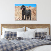 Toile États-Unis, Californie. Labradoodle (Insitu(Chambre))