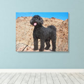 Toile États-Unis, Californie. Labradoodle (Insitu (Plancher de Bois))