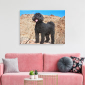 Toile États-Unis, Californie. Labradoodle (Insitu(Salon))