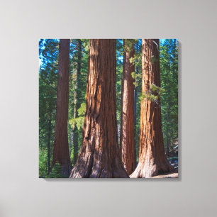 Toile États-Unis, Californie. Troncs d'arbres Redwood, M