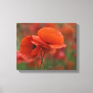 Toile États-Unis, Caroline du Nord. Deux coquelicots rou
