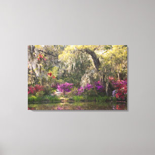 Toile États-Unis, Caroline du Sud, Charleston. Cyprès 2