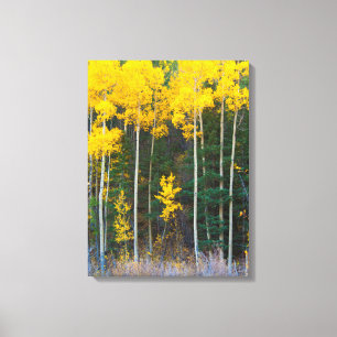 Toile États-Unis, Colorado. Jaunes brillants peupliers t