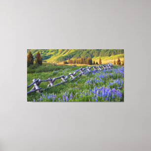 Toile États-Unis, Colorado. Lupins et clôture en rails f