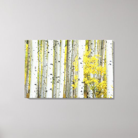 Toile États-Unis, Colorado, White River National Forest, (Recto)