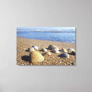 Toile États-Unis, Floride, coquillages côtiers
