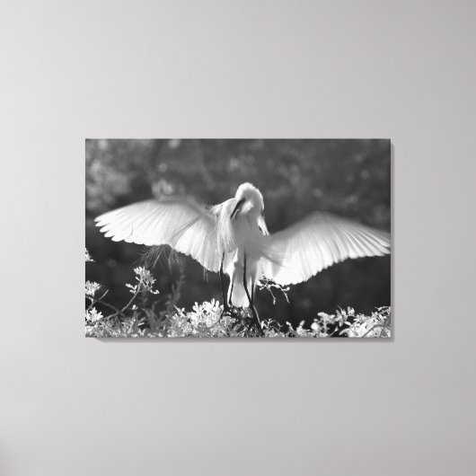 Toile États-Unis, Floride, Grande Aigrette (Ardea alba) (Recto)