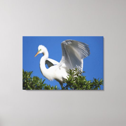 Toile États-Unis, Floride, St. Augustine, Aigrette (Recto)