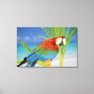 Toile États-Unis, Hawaï. Perroquet