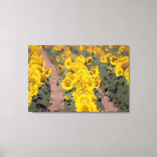 Toile États-Unis, Kansas. Tournesols (Helianthus Annuus)