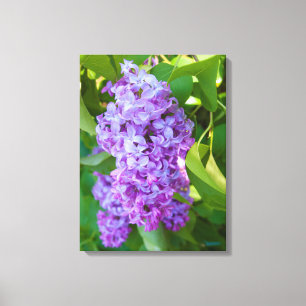 Toile États-Unis, Michigan. Lilas français en fleurs