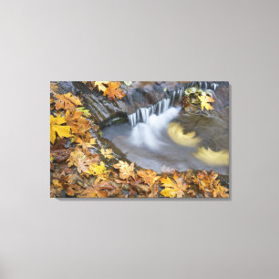 Toile États-Unis, Oregon, Sweet Creek. Feuilles d'érable