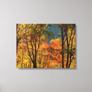 Toile États-Unis, Tennessee. Feuillage d'automne