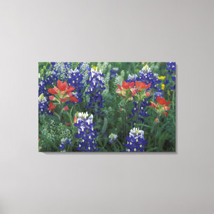 Toile États-Unis, Texas Hill Country. Bleuets et