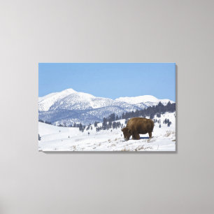 Toile États-Unis, WY, Parc national de Yellowstone, Biso